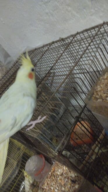 Boşqablar: Nimfa (Cockatiel) – sarı/albino ləkəli rəng - Növ: Nimfa papağanı — 3