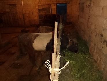 доильный аппарат для коров купить: Ərkək Dişi Danalar Qiymət 650 manatdan 1600 manata kimi 7 eded Heyvan — 3