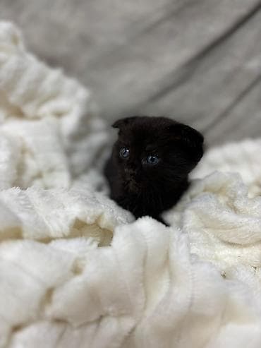 bala pişik ucuz: Boz rəngli balaca pişik balası - Cins: boz xəzli, qısa tüklü pişik — 7