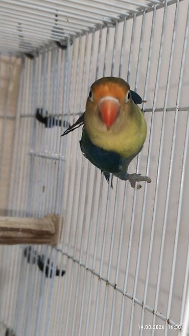 Digər heyvanlar: PAPUQAY FİŞER ERKƏK MUTASYON TÜRKİYƏDƏN GƏLMƏ QUŞLARIN BALASI CÜTƏ — 9