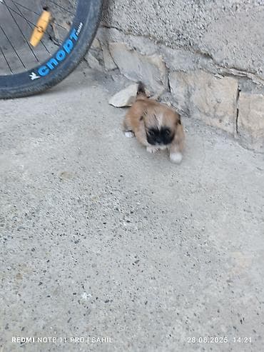 afcarka dişi: Pekines, 2 ay, Dişi, Peyvəndli — 3