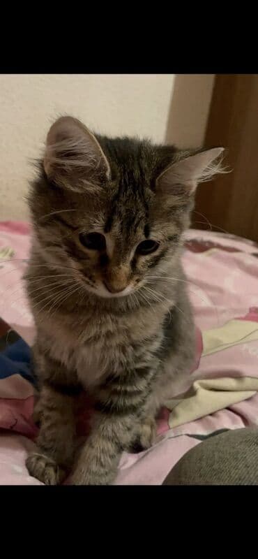 dişi pisik adları: Sibir, Yaxşı əllərə — 2