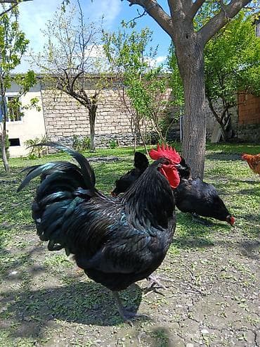 broyler toyuq: Avstrolorp cinsine mexsus 2 ay yarimliq hazir tam saglam qurd dermani — 1