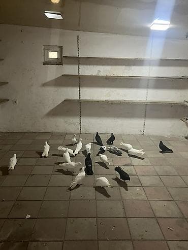 cins goyərcinlər: Salam tam sağlam quşlardır biri 5m aşağıda vermək olar — 2