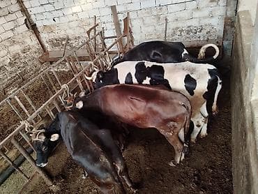 Salam aleykum qardaşlar mallarımız maşallah olsun super mallardı