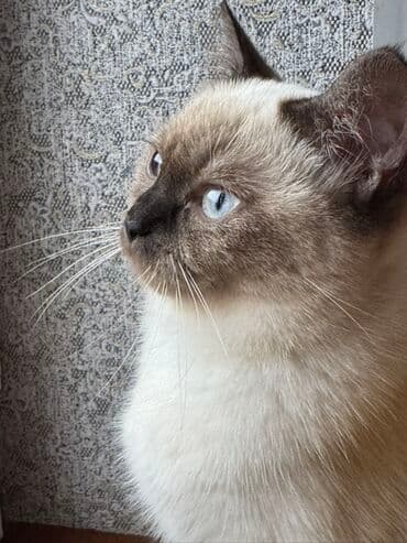 kecilər: Şinşilla, Dişi, Yaxşı əllərə — 4