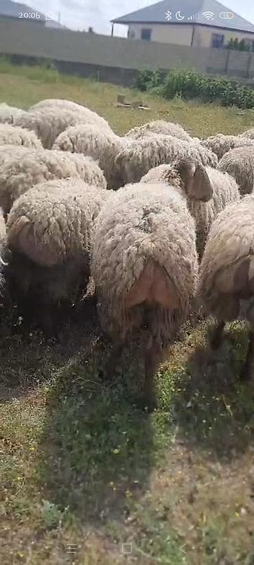 əti: Doğmağına az qalır qiymət razılaşma yolu ilədir istəyən zəng etsin — 3