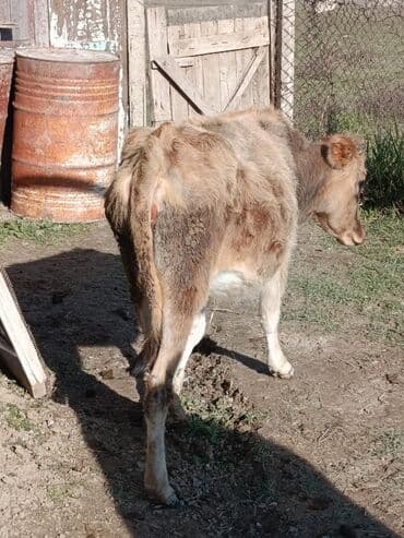 düyələr: Birinci qarına boğaz düyə satılır ünvan Şamaxı vatsap 0503938685 — 6