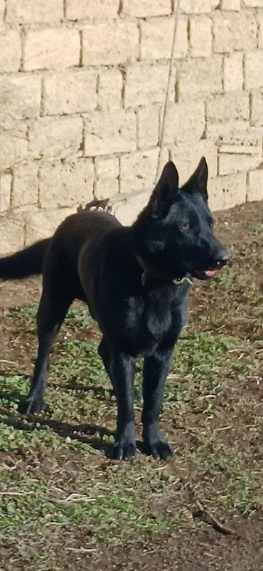 alman ovçarka: Alman çoban iti, 11 ay, Erkek, Peyvəndli — 3