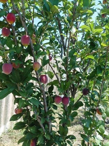 evkalipt ağacı satilir: Bine qesebesinde kiraye ev verilir — 1