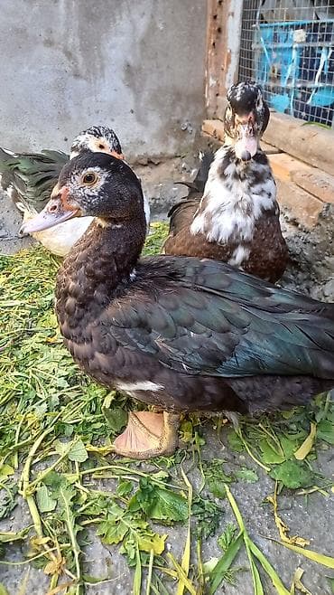 ördekler: Salam lal ordek satiram 4 denedi biri xoruzdu 3 dişi xoruzu 30 azn di — 6