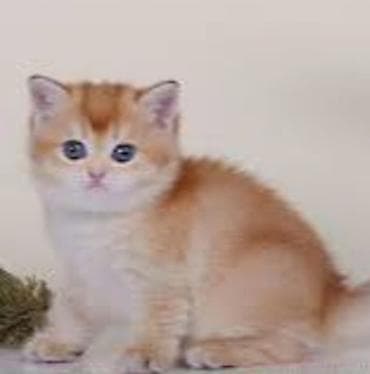 golden roz: Britan, Erkək, Dişi, Yaxşı əllərə, Ünvandan götürmə — 1