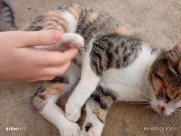 купить домик для кота: Самец, В добрые руки, Доставка в районы — 4