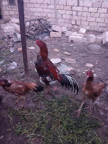 döyüş xoruzu: Salam Heyrati ailesi satilir xoruzun 3 fereler ise 10 aylixdi — 3