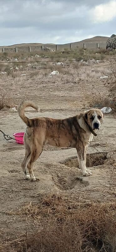 золотистый ретривер баку: Гурдбасар, 3 годa, Самец, С прививками, Платная доставка — 3