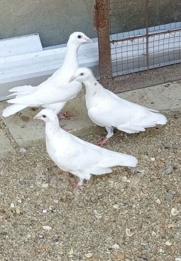 cütleşdirme: Ağ rəngli ev göyərçinləri - Rəng: tam ağ (bəzi quşlarda boyun — 3