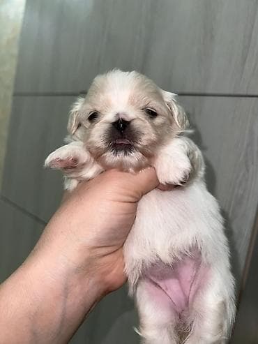 pekinesin qiymeti bazarda: Pekines, 1 ay, Dişi, Ünvandan götürmə — 6