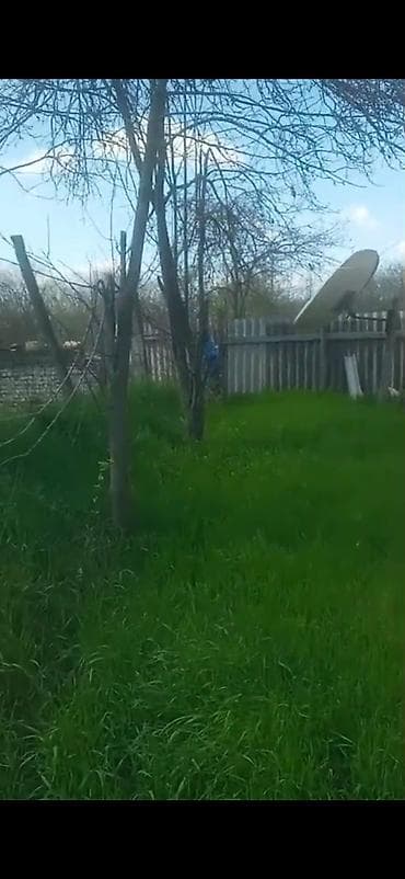 Kənd təsərrüfatı