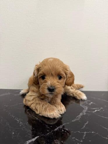 где можно купить собаку мальтипу: Pudel — 15