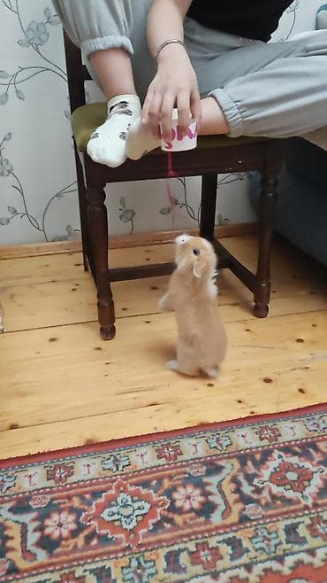 dekarativ heyvanlar: 2kisi bir yerde satilir Ev üçün dekorativ dovşan balaları - Cins — 6