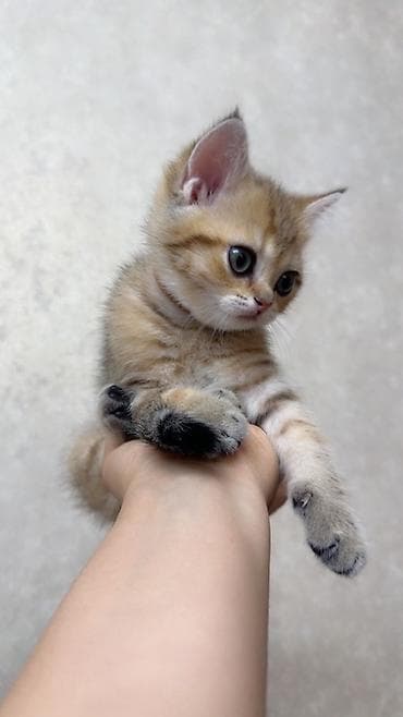 british golden chinchilla: Qızıl şinşilla, Erkək — 5