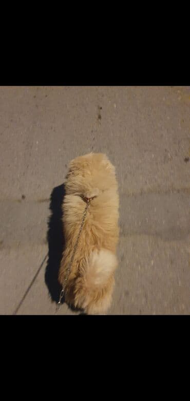 Pekines, 1 il, Erkek, Ünvandan götürmə, Ödənişli çatdırılma lalafo.az -da Pekines, 1 il, Erkek, Ünvandan götürmə, Ödənişli çatdırılma