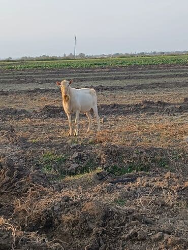 cins inekler: Ağ rəngli erkək keçi təmiz zanen 2 yaşı var əlavə məlumat üçün zəng — 3