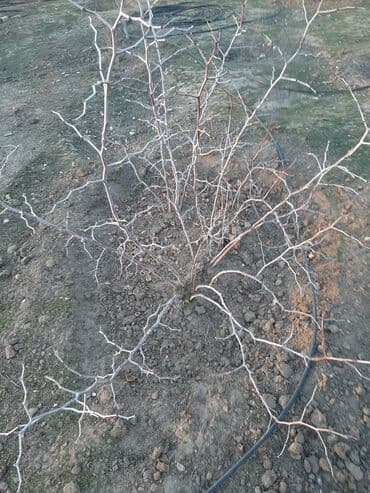 Букетные цветы: Комнатные растения — 1