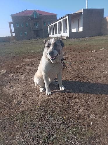 ev pisiyi satisi: Alabay, Peyvəndli — 2