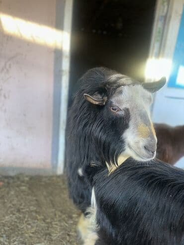 ucuz keci: Goranboy ✅ Ərəb sortu və yerli sort keçilər satılır. Yerlər daraldığı — 3