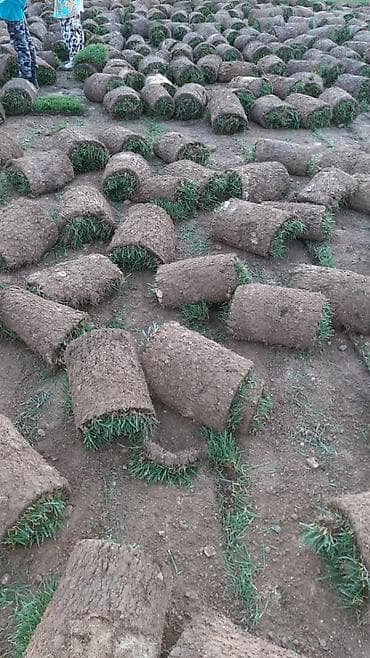 yonca toxumu satilir: Qazon yüksək keyfiyyət münasib qiymətə enni yarpaq danimarka toxumu — 7