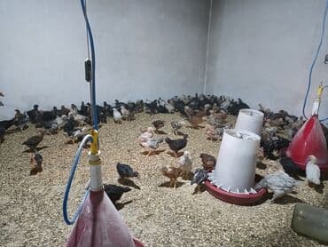 tap.az heyvanlar qusar: Toyuq cücələri, Ətlik — 2