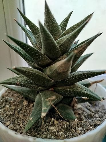 etotu bitkisi: Məhsul: Ev və ofis üçün dekorativ sukulent və kaktus kolleksiyası - — 7