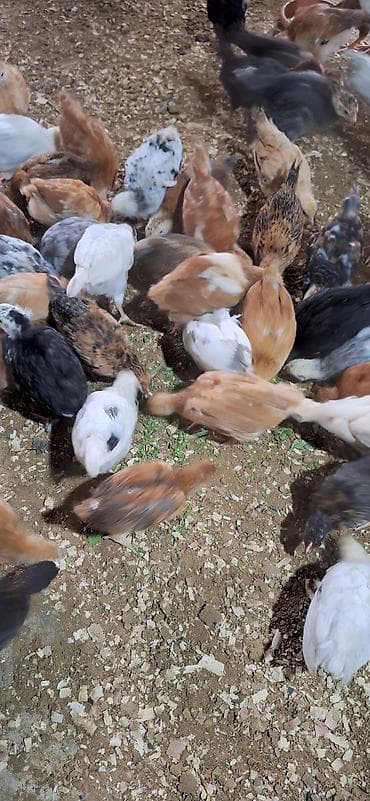 kend cucesi: Toyuq cücələri, Damazlıq — 3