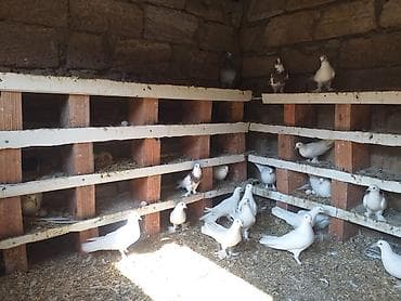 quş yemi: Ev göyərçinləri – damazlıq sürü - Növ: ev göyərçinləri (ağ, ağ-qara — 3