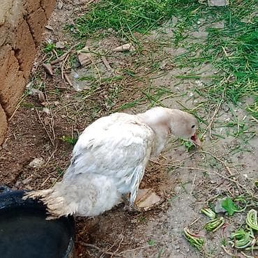 Gəmiricilər: 3 ədəd Lal ördək satılır oktyabrın sonları çıxıblar tükləri gəlir — 1