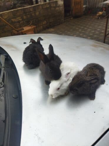 dovşan adları: Dovşan balaları satilir ünvan Bülbülədə yerləşir qırmızı balalar — 5