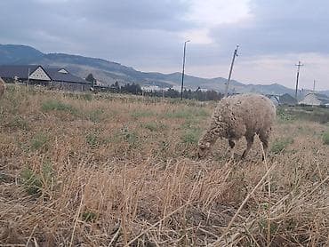 qaz ordek satisi: 5 baş balalı qoyun53 baş quzu quzuların çoxu erkəkdir .Topdan — 6