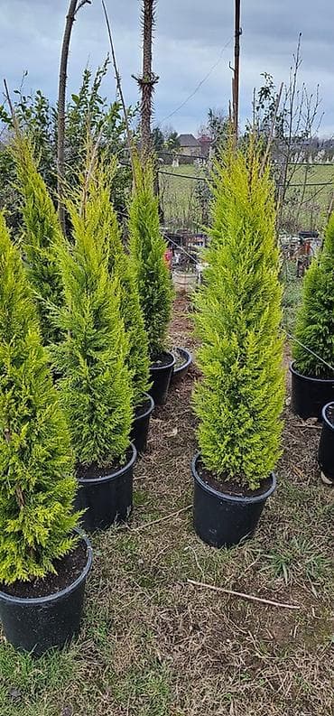 suvarma şlanqları: Ucuz qiymete qazon. var. 0Thuja və iynəyarpaqlı dekorativ ağaclar – — 3