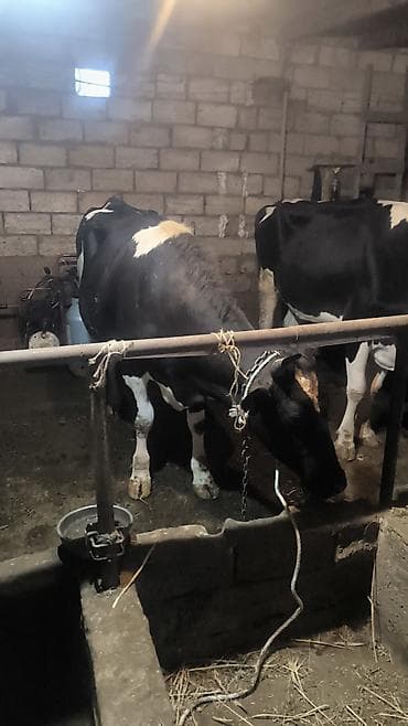 xaski sekileri: Süd istiqamətli inək sürüsü - Qara-ağ rəngli, iri cüssəli süd — 6