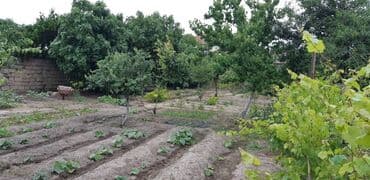 masazir yeni tikili: 6 sot, Tikinti, Makler, Kupça (Çıxarış) — 5