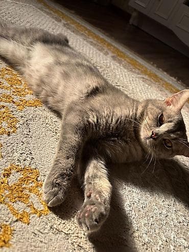 heyvan sahiblənmə: Şinşilla, Erkək, Yaxşı əllərə — 1