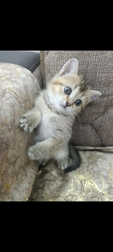 5 ayliq korpe: Britan — 4