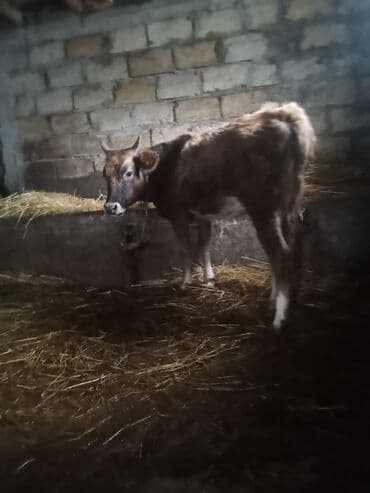 Digər heyvanlar: 8 yin dügesdi ciddi şexsler zeng vurun 830 mantı deliş qimeti hevan — 3