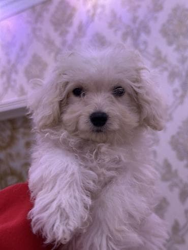 kangal iti qiymeti: Pudel, 2 ay, Erkek, Sənədli, Ünvandan götürmə, Ödənişli çatdırılma — 5