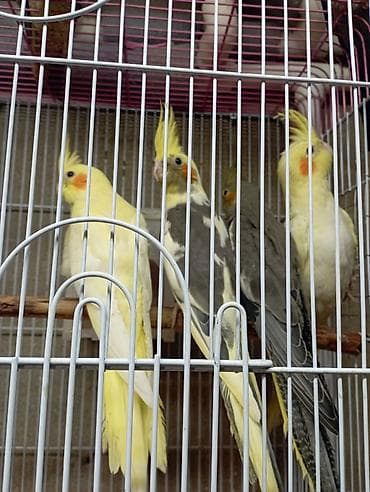 Balıqlar: Nimfa (Cockatiel) papuqayları – müxtəlif rənglər - Rənglər: açıq sarı — 4