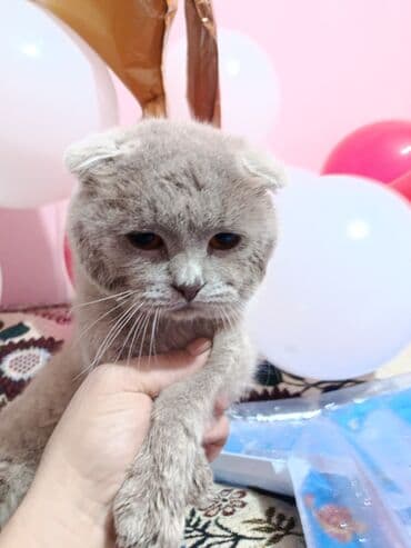 Şotland yastı qulaq