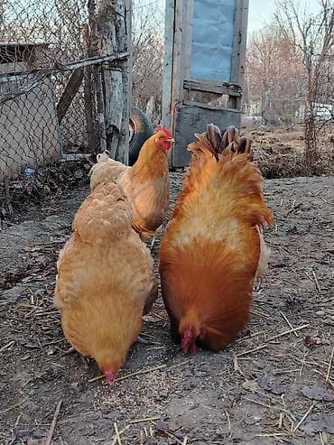 Quşlar: Bu dekorativ toyuqlar satılır tam sağlam toyulardı tez tez kürt — 4