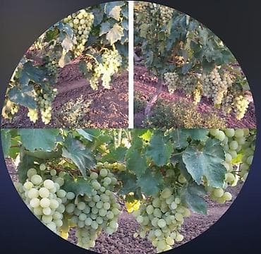 Ləpələr: Belə dadlı üzümlər sizdə yeməy isdəyirsinizsə ? hər sort üzüm tingləri — 1