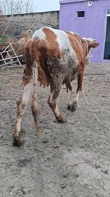 Heyvanlar: Dişi, Simental, il: 2, Südlük, Ünvandan götürmə — 2